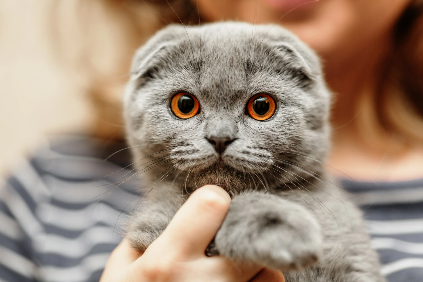 ragdoll breed with blue eyes and white fur