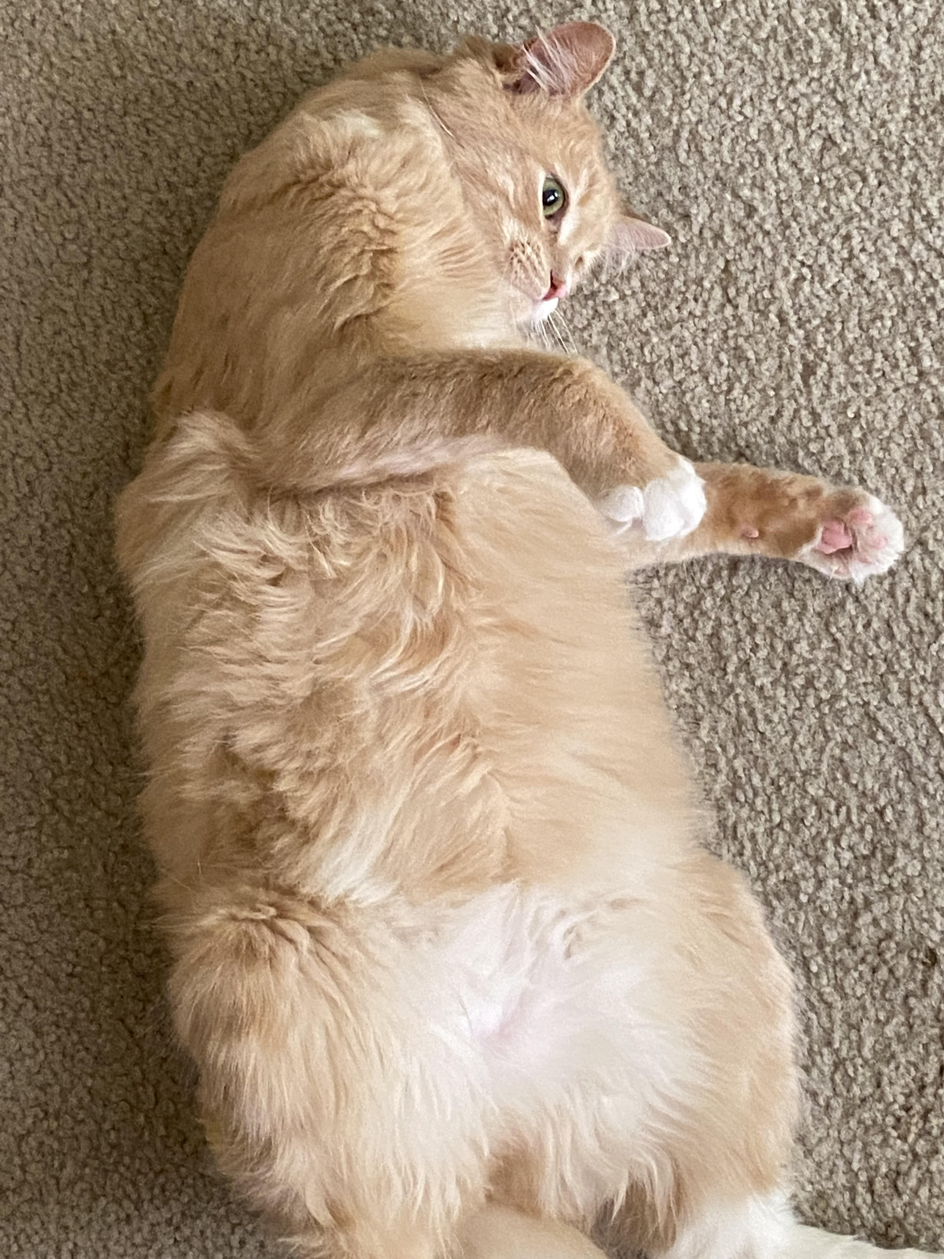 orange cat laying on his stomach