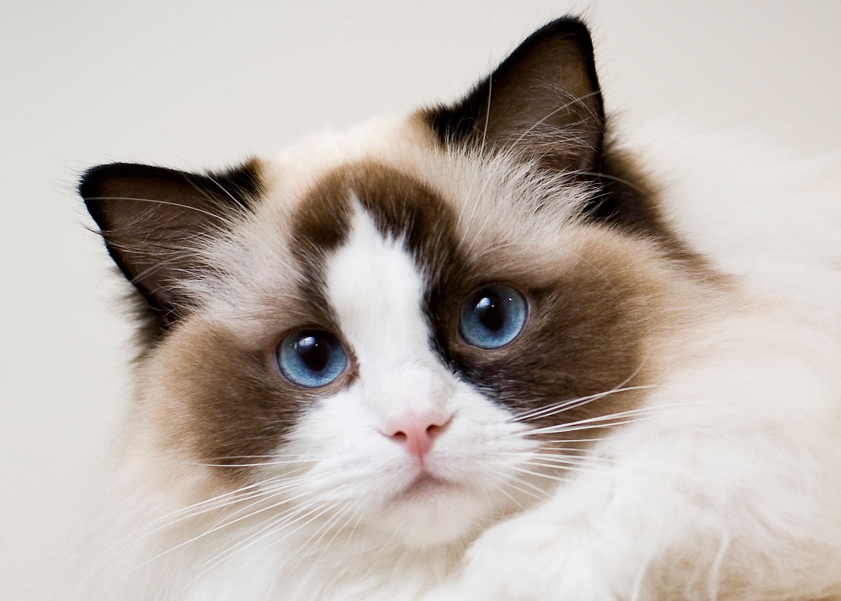 ragdoll breed with blue eyes and white fur